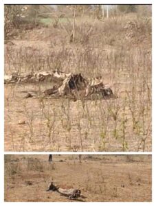 खंडवा जिले में इन दिनों दो घटनाएं चर्चा के केंद्र में हैं—एक धर्मपुरी गौशाला की और दूसरी नगर के पास एक और गाय का शव