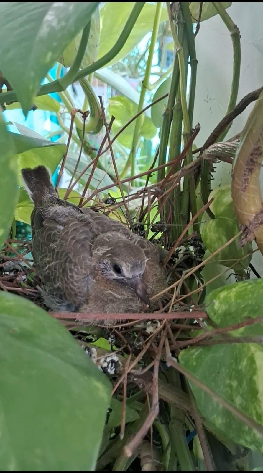 मन बगिया में लौटी गौरैया की चहचहाहट संरक्षण से फिर जगी नन्ही चिड़िया की आहट